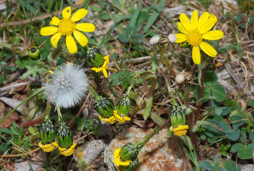Dalla Sila : Senecio leucanthemifolius